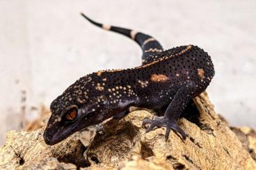 Geckos kaufen und verkaufen Foto: Goniurosaurus kuroiwae northern / southern 