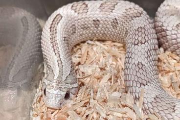 Schlangen kaufen und verkaufen Foto: Heterodon nasicus Arctic Toxic - Toxic Conda / Superconda
