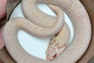 Schlangen kaufen und verkaufen Foto: Heterodon nasicus - Arctic Snow, Superarctic Albino