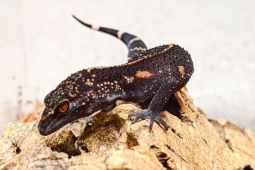 Geckos kaufen und verkaufen Foto: Goniurosaurus kuroiwae southern / northern / nebulozonatus 