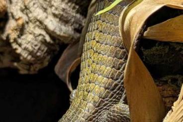 Lizards kaufen und verkaufen Photo: Abronia aurita 0.1.2 von 2022+2024