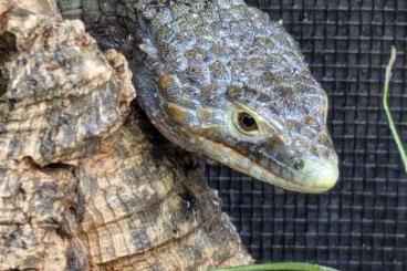 Lizards kaufen und verkaufen Photo: Abronia aurita 0.1.2 von 2022+2024