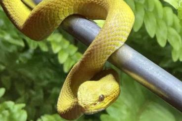 Giftschlangen kaufen und verkaufen Foto: Trimeresurus Insularis yellow „wetar“