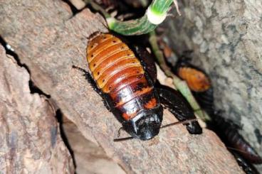 other Arthropoda kaufen und verkaufen Photo: Gromphadorhina portentosa 