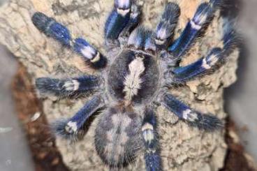 Spinnen und Skorpione kaufen und verkaufen Foto: Slings, females, pairs, males available at Terraplaza