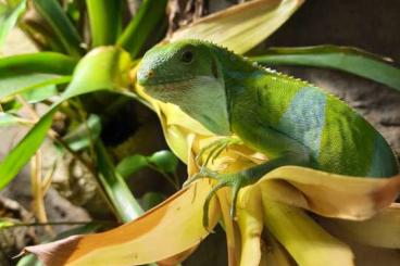 Echsen  kaufen und verkaufen Foto: Brachylophus fasciatus, Fidschi Leguan 1,0