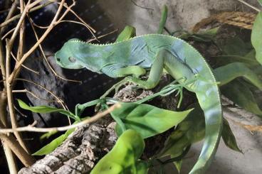 Echsen  kaufen und verkaufen Foto: Brachylophus fasciatus, Fidschi Leguan 1,0