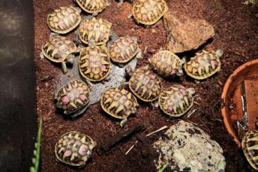 Landschildkröten kaufen und verkaufen Foto: Nachzuchten Griechische Landschildkröten (THB-2023) abzugeben