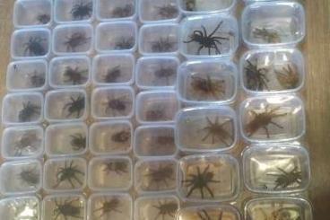 Spiders and Scorpions kaufen und verkaufen Photo: spiders for sale on sale....