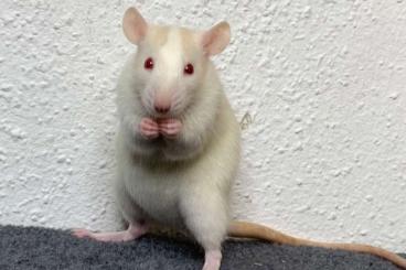 Exotische Säuger kaufen und verkaufen Foto: Zahme Ratten aus seriöser Zucht