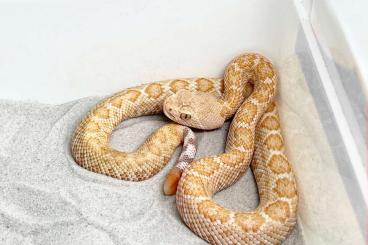 Venomous snakes kaufen und verkaufen Photo: Crotalus atrox **Albino*** Cb21 