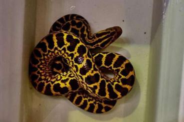 Schlangen kaufen und verkaufen Foto: Eunectes notaeus (Yellow anaconda) CB 2024