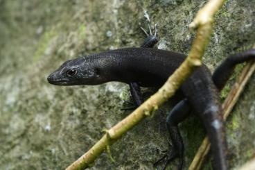 Lizards kaufen und verkaufen Photo: Looking for different species Lizards kaufen und verkaufen Photo: Looking for different species