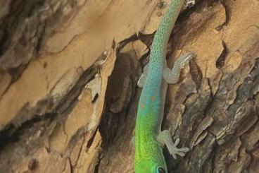 Geckos kaufen und verkaufen Photo: Goldstaubtaggecko Phelsuma l. ladicauda „Blue Line“