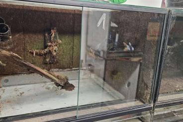 Enclosures kaufen und verkaufen Photo: Hobbyaufgabe Dendrobaten Becken 