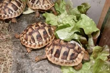 Landschildkröten kaufen und verkaufen Foto: Verkaufe  Eigene  Nachzuchten Testudo hermani hermani 