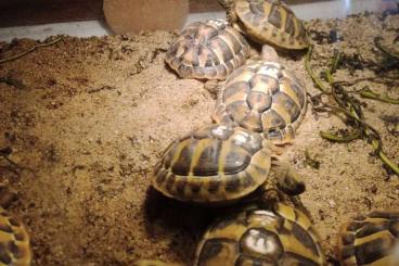 Landschildkröten kaufen und verkaufen Foto: Griechische Landschildkröten aus Züchtung