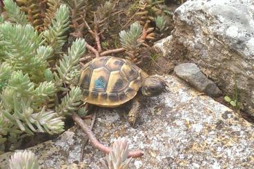 Schildkröten  kaufen und verkaufen Foto: Griechische Landschildkröten, Testudo hermanni boettgeri