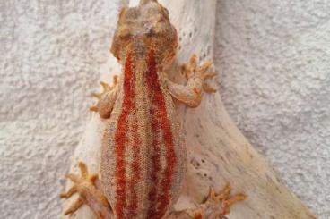 Geckos kaufen und verkaufen Foto: R. auriculatus proven breeders ready to fly 		