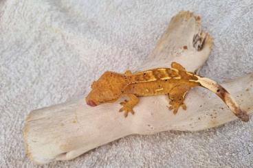 Geckos kaufen und verkaufen Foto: R. auriculatus last call for Hamm 10/12