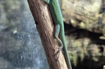 Echsen  kaufen und verkaufen Foto: Anolis Coelestinus Available 