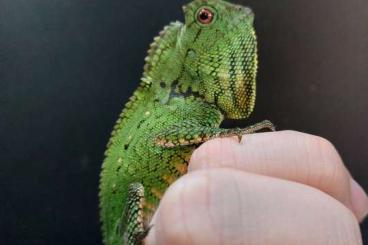 Lizards kaufen und verkaufen Photo: Gonochephalus Doriae Abottii 