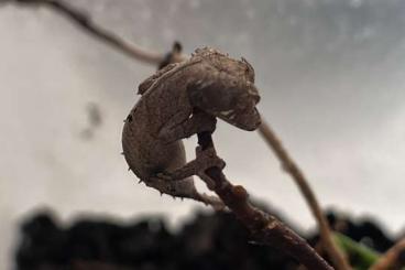 Geckos kaufen und verkaufen Foto: Uroplatus Ebenaui 2.0.   