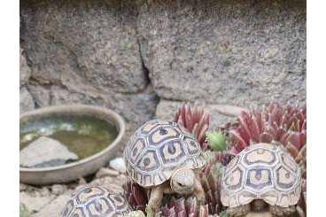 Schildkröten  kaufen und verkaufen Foto: Pantherschildkröten 70 Euro 