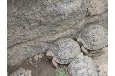Tortoises kaufen und verkaufen Photo: Pantherschildkröten 70 Euro 