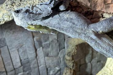Agama kaufen und verkaufen Photo: Suche Kragenechsen. Adult. Subadult. Chlamydosaurus kingii Agama kaufen und verkaufen Photo: Suche Kragenechsen. Adult. Subadult. Chlamydosaurus kingii
