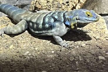 andere Echsen kaufen und verkaufen Foto: Verkaufe Petrosaurus thalassinus, blauer Felsenleguan, Bock andere Echsen kaufen und verkaufen Foto: Verkaufe Petrosaurus thalassinus, blauer Felsenleguan, Bock