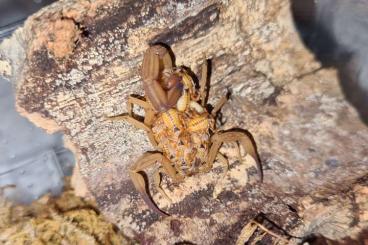 Scorpions kaufen und verkaufen Photo: Tityus smithii & stigmurus 