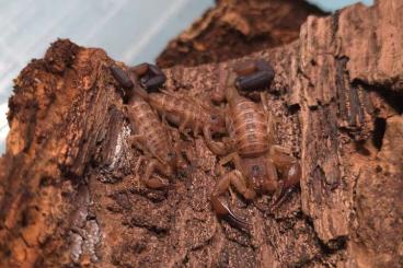 Skorpione kaufen und verkaufen Foto: Tityus crassimanus & stigmurus für Hamm!