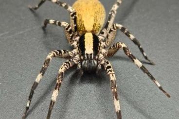 echte Webspinnen kaufen und verkaufen Foto: Ohvida sp. Cuba, Latrodectus sp. Cuba & C. salei für Hamm