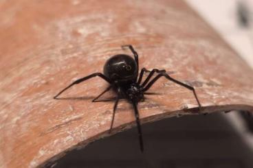 other spiders kaufen und verkaufen Photo: Latrodectus sp. Cuba für Hamm! ♀️ 