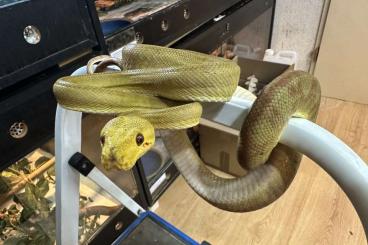 Snakes kaufen und verkaufen Photo: Reserviert!!! Corallus hortulanus