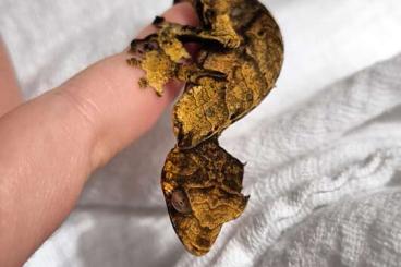 Lizards kaufen und verkaufen Photo: 1.0 uroplatus phantasticus Lizards kaufen und verkaufen Photo: 1.0 uroplatus phantasticus