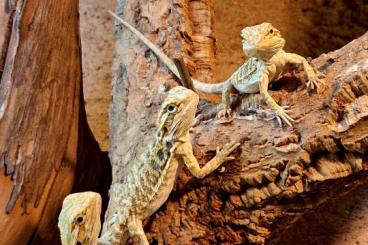 Bearded dragons kaufen und verkaufen Photo: NZ Farbbartagamen Hypo-Red-Orange