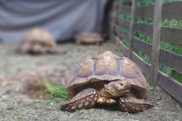 Landschildkröten kaufen und verkaufen Foto: Wegen Hobbyaufösung, Abgabe des kompletten Bestandes