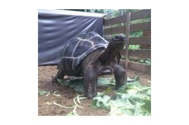 Landschildkröten kaufen und verkaufen Foto: Aldabrachelys gigantea Gruppe