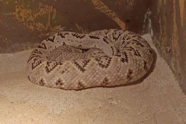 Giftschlangen kaufen und verkaufen Foto: 0,1 Crotalus culminatus hetero