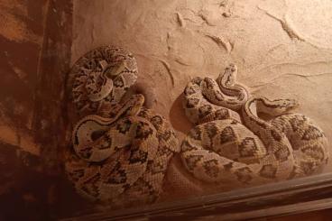 Giftschlangen kaufen und verkaufen Foto: 1,3 Crotalus culminatus Hetero adult