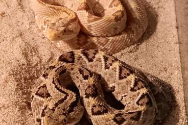 Venomous snakes kaufen und verkaufen Photo: 0,02 Crotalus culminatus Hetero und Hypo 