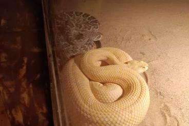 Giftschlangen kaufen und verkaufen Foto: Trächtige Crotalus atrox albino 