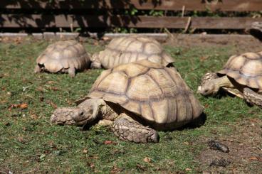 Tortoises kaufen und verkaufen Photo: 4,4 Centrochelys sulcata adult