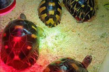 Tortoises kaufen und verkaufen Photo: 1,3  Astrochelys radiata 