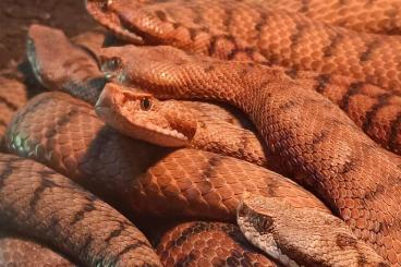 Venomous snakes kaufen und verkaufen Photo: Fünfzehn Vipera aspis aspis