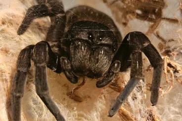Spiders and Scorpions kaufen und verkaufen Photo: Gandananemo sp. ENZ 2/3 FH 