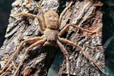 Spinnen und Skorpione kaufen und verkaufen Foto: Heteropoda sp flores 1Fh 