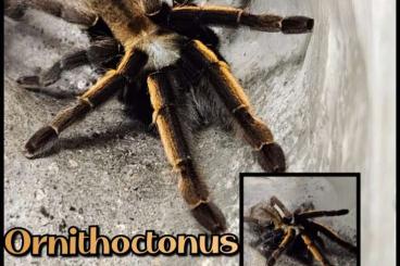 - bird spiders kaufen und verkaufen Photo: Vogelspinnen Unbestimmt für Recklinghausen